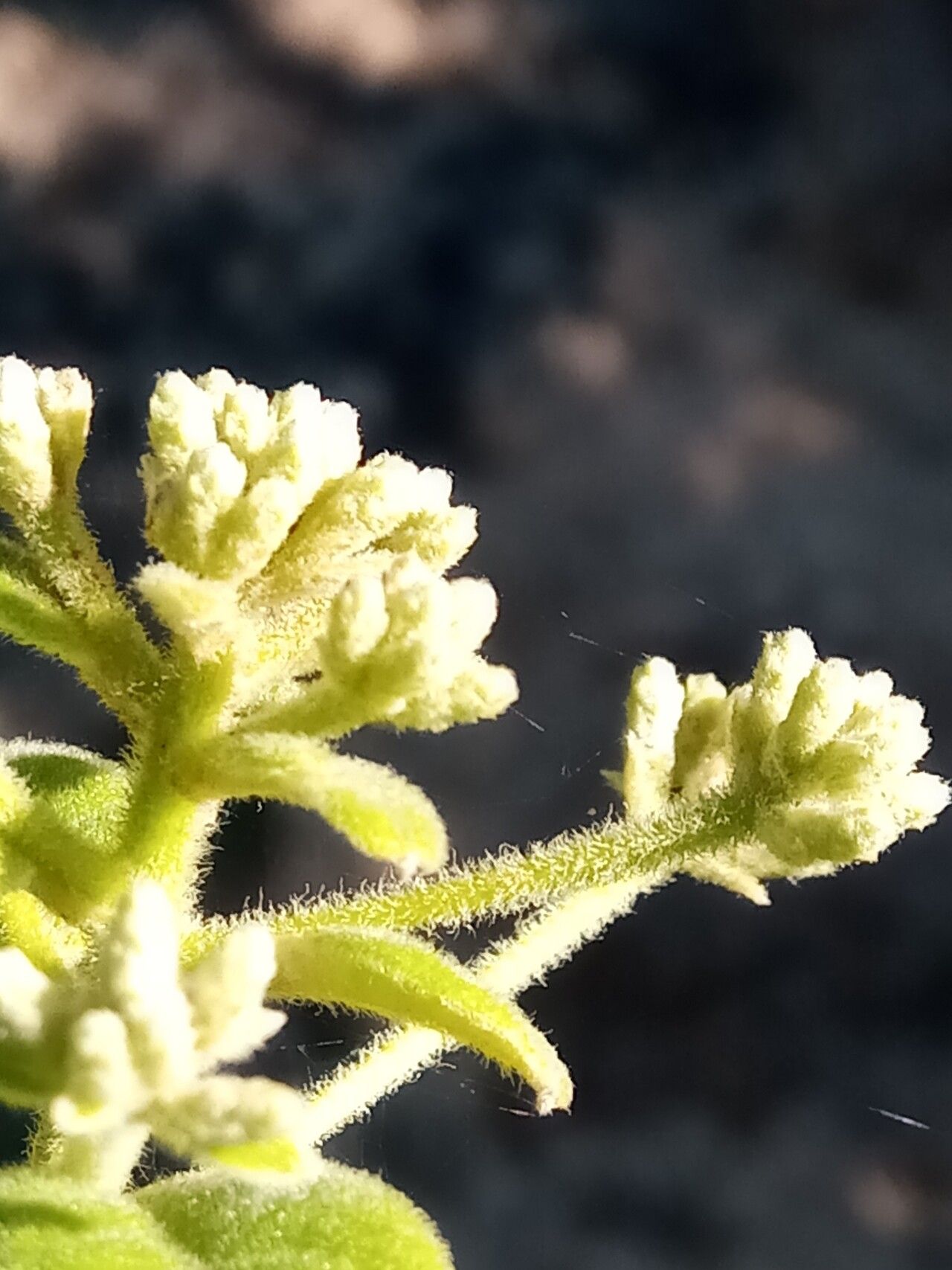 Vernonia platylepis flower