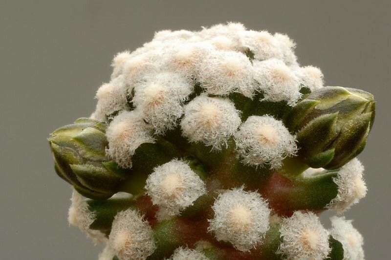 Cochemiea theresae — houseplant care guide