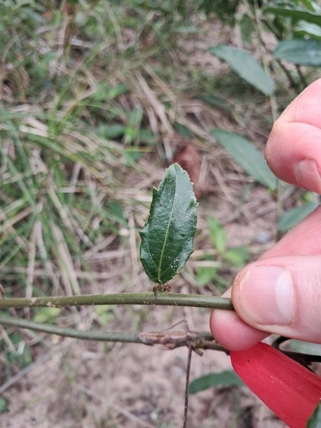 Passiflora quadriglandulosa leaf