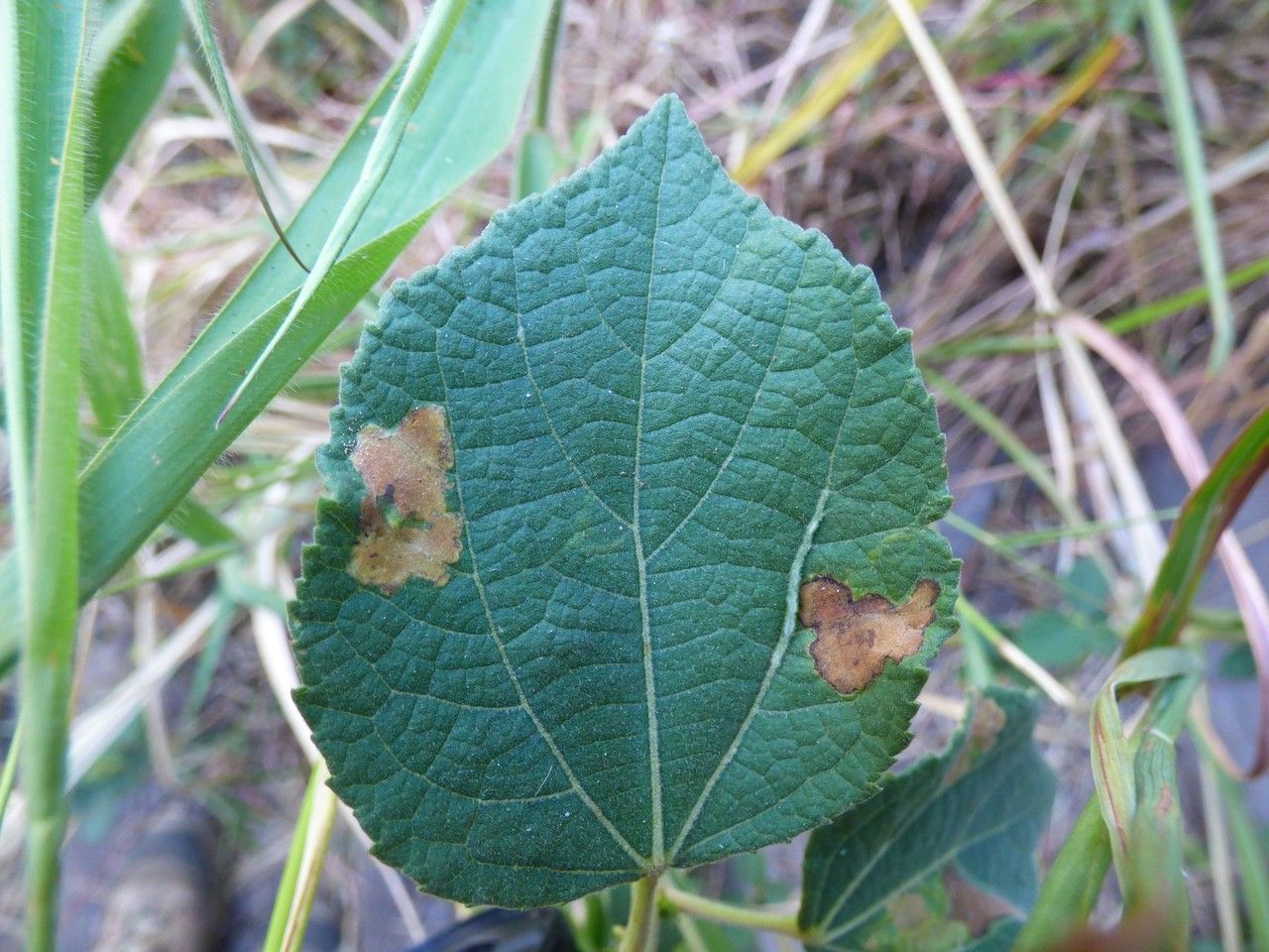 Triumfetta pentandra leaf