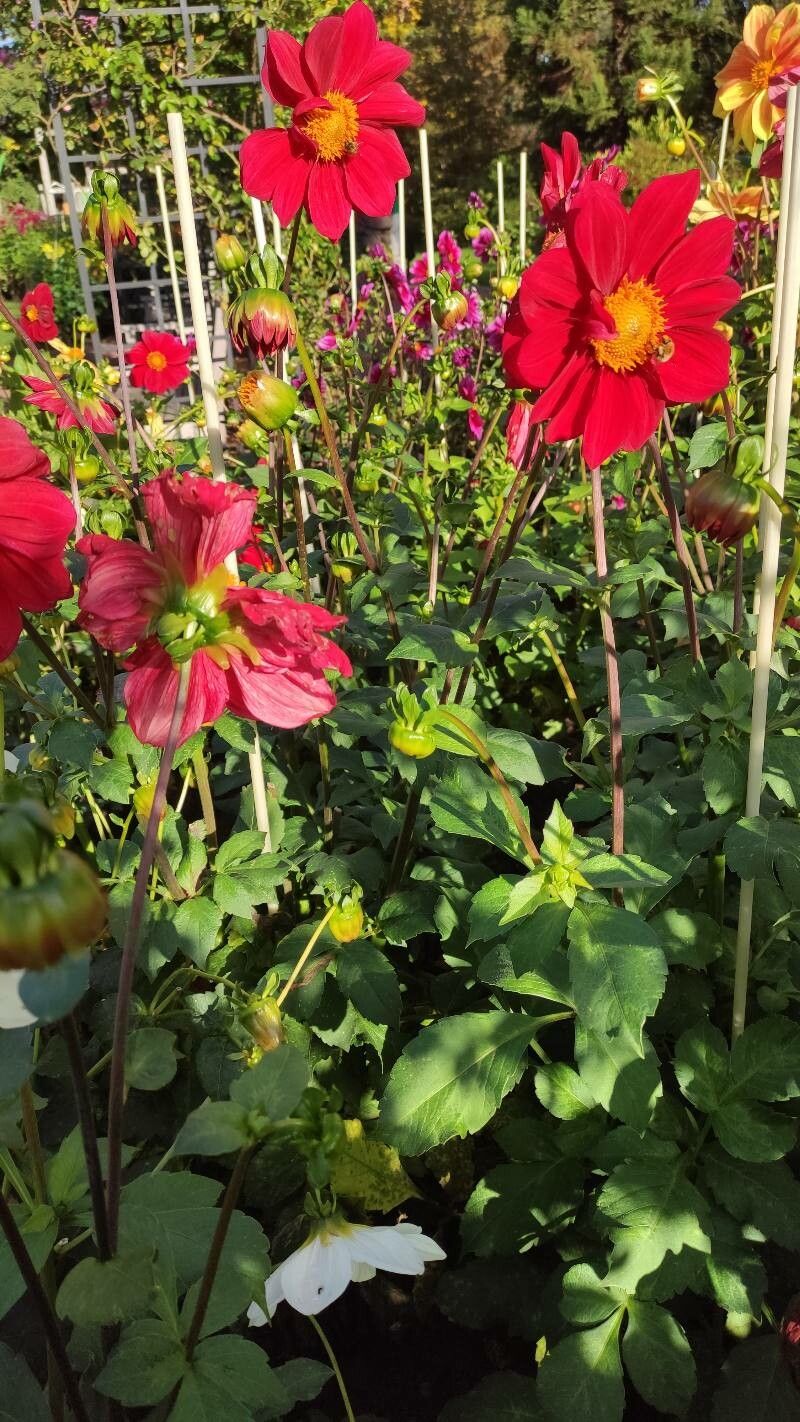 Dahlia × hortensis habit