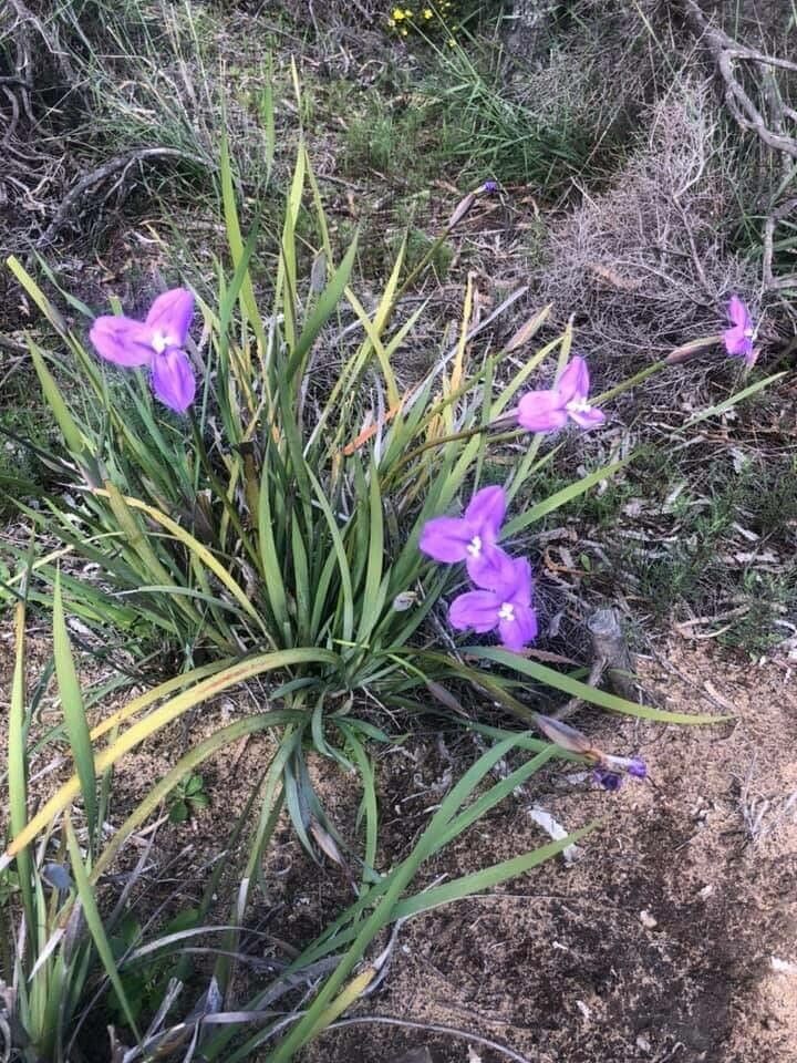 Patersonia sericea flower