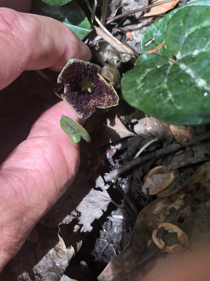 Hexastylis arifolia flower