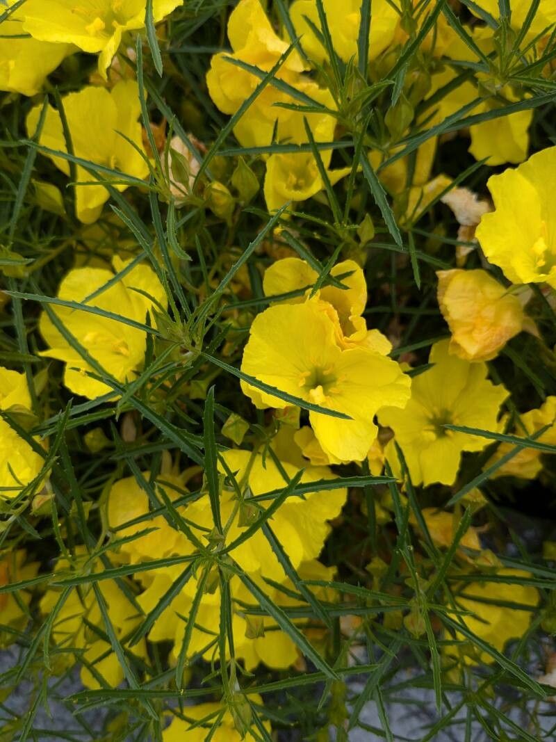 Oenothera hartwegii — search result for 'Oenothera'