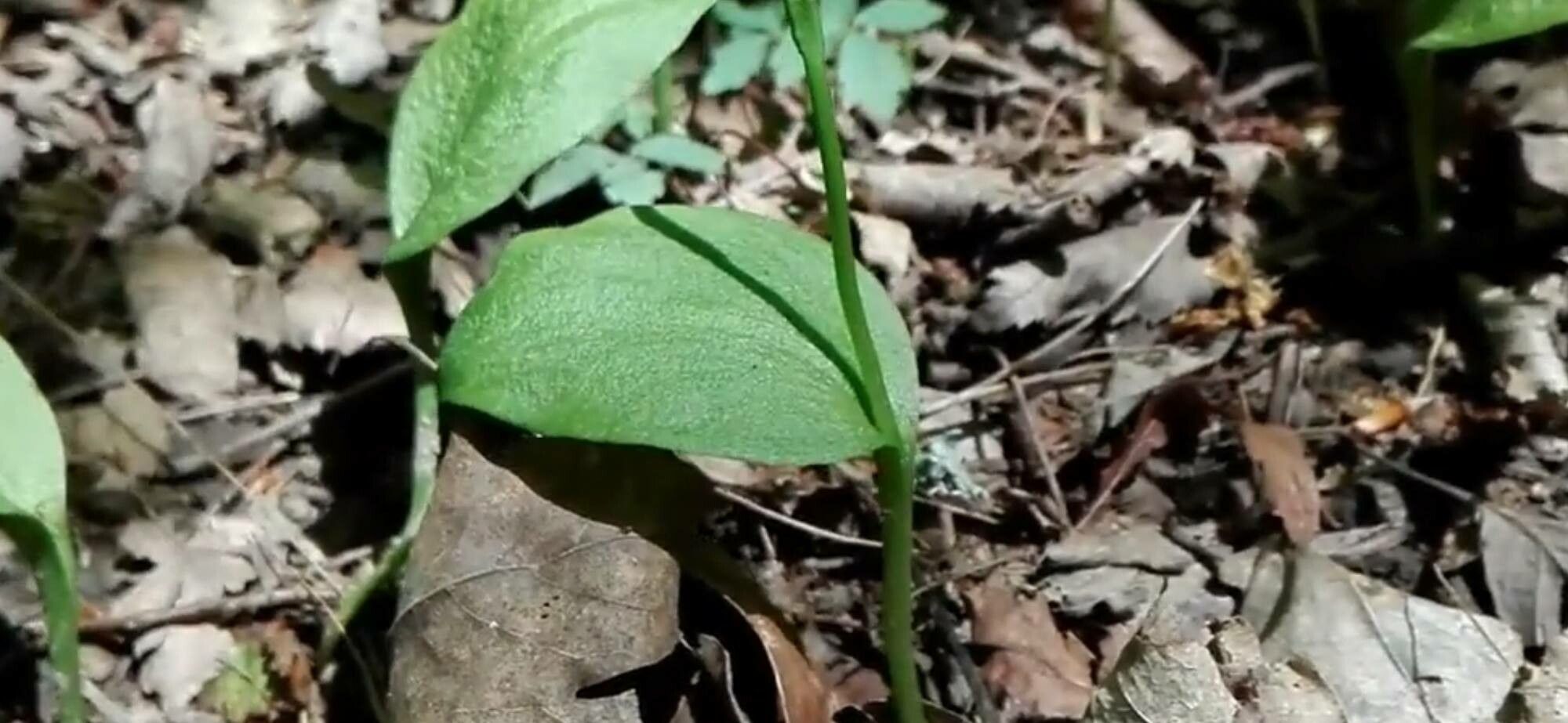 Ophioglossum petiolatum — houseplant care guide