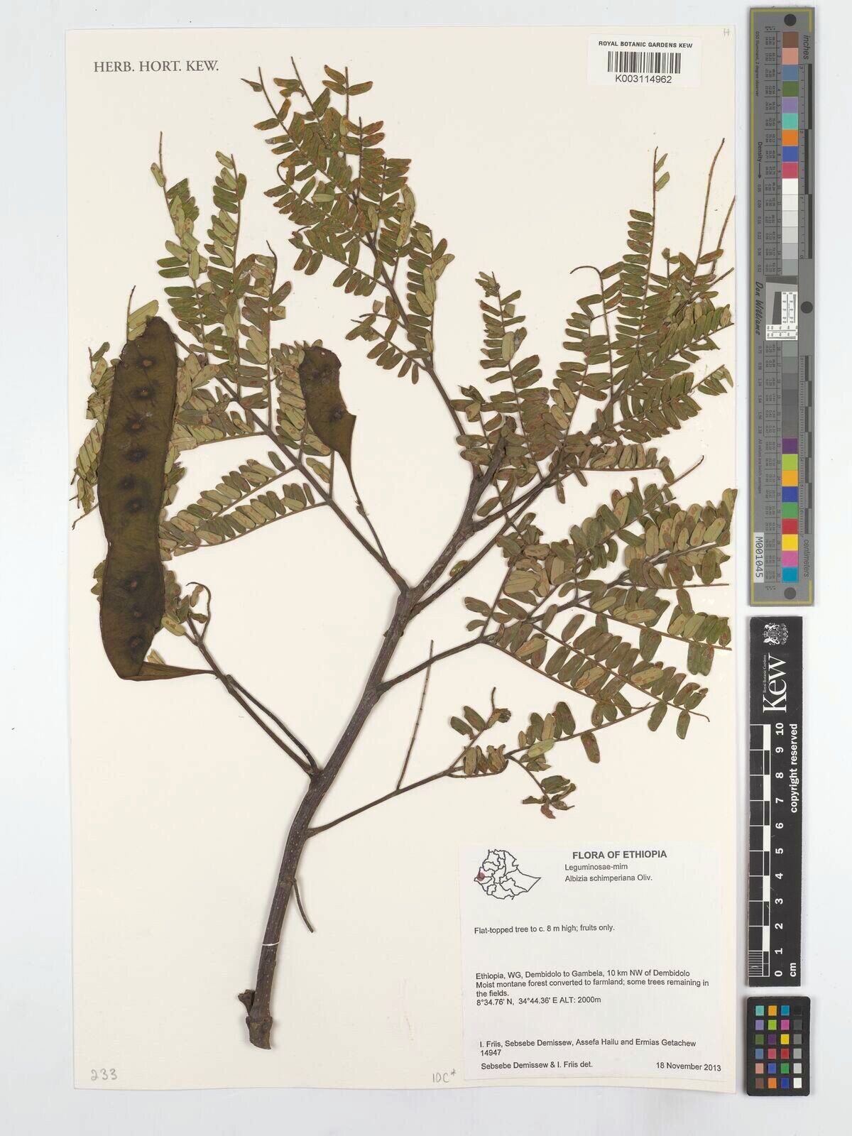 Albizia schimperiana — houseplant care guide