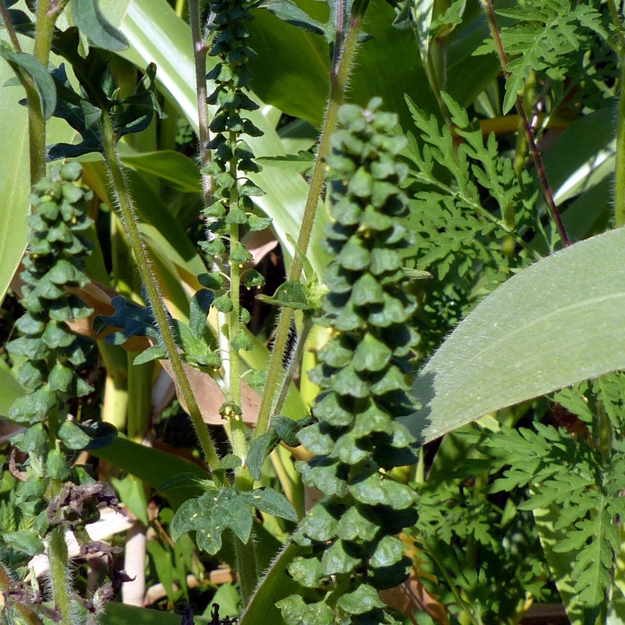 Ambrosia acanthicarpa fruit