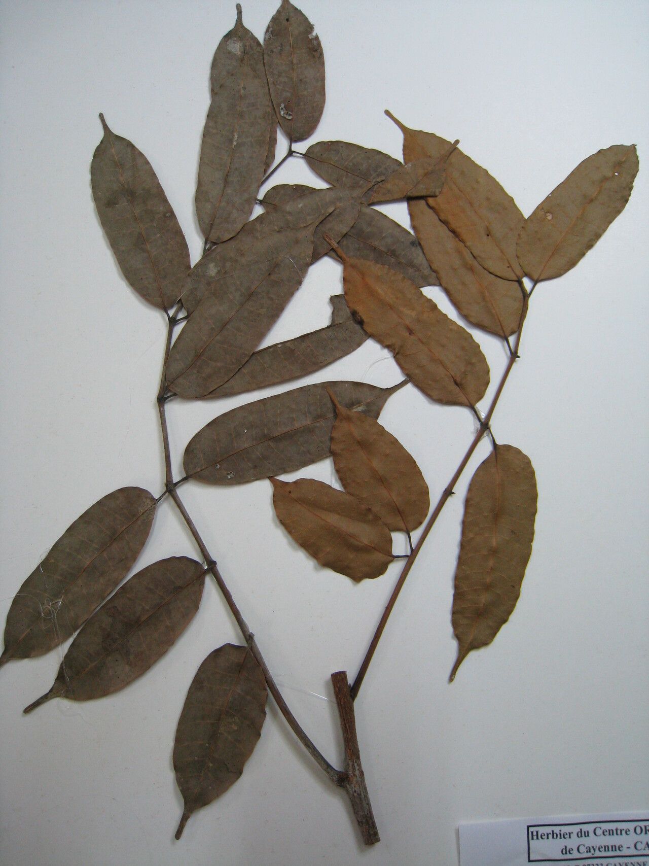 Protium altsonii other