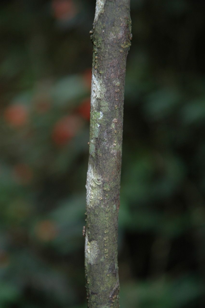 Pachystachys lutea bark