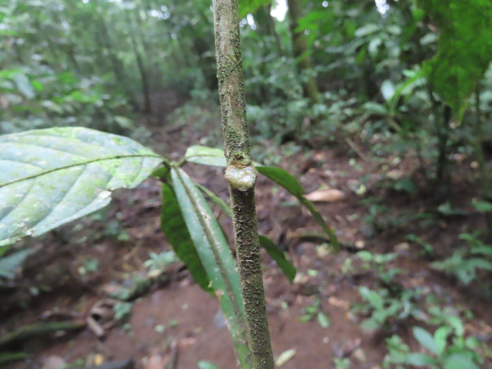 Paullinia fibrigera other