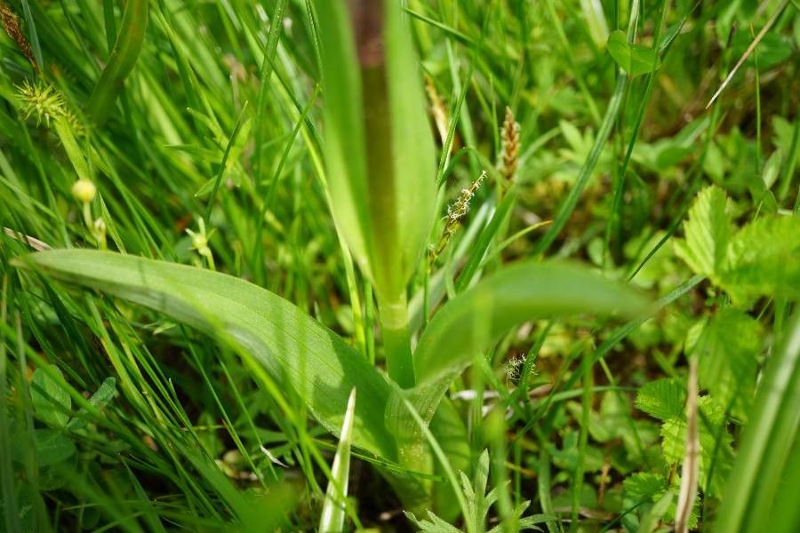 Dactylorhiza traunsteineri leaf
