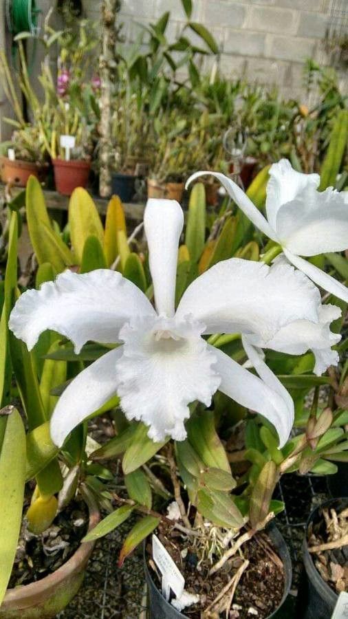 Cattleya lobata — search result for 'Cattleya'