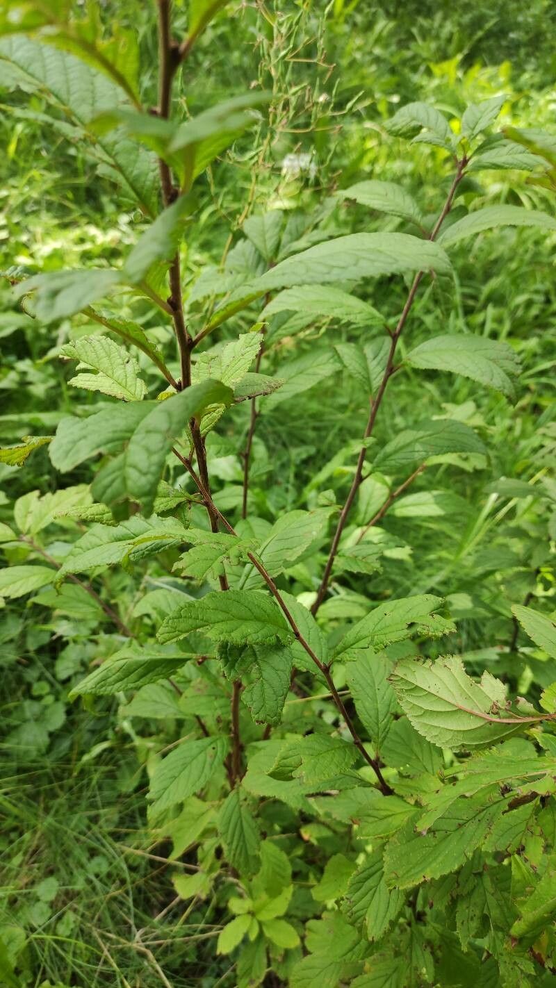 Prunus choreiana leaf