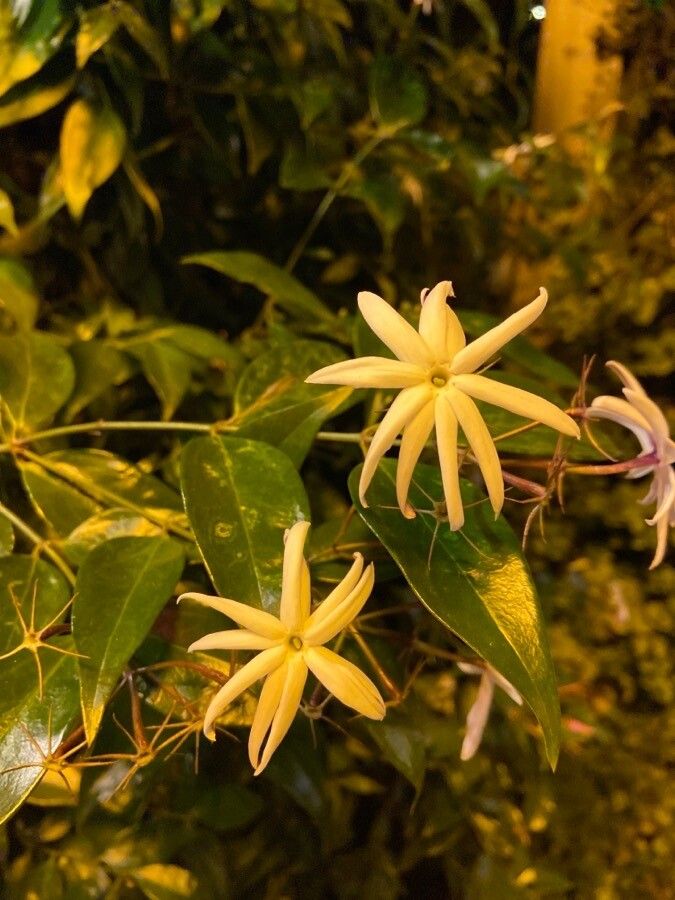 Jasminum laurifolium flower