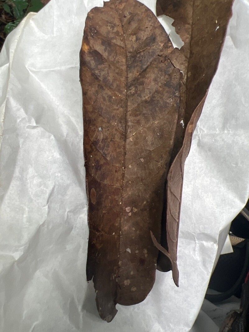 Canarium schweinfurthii — search result for 'Canarium'