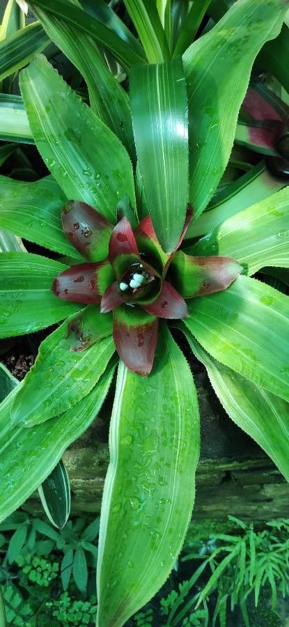 Nidularium innocentii leaf