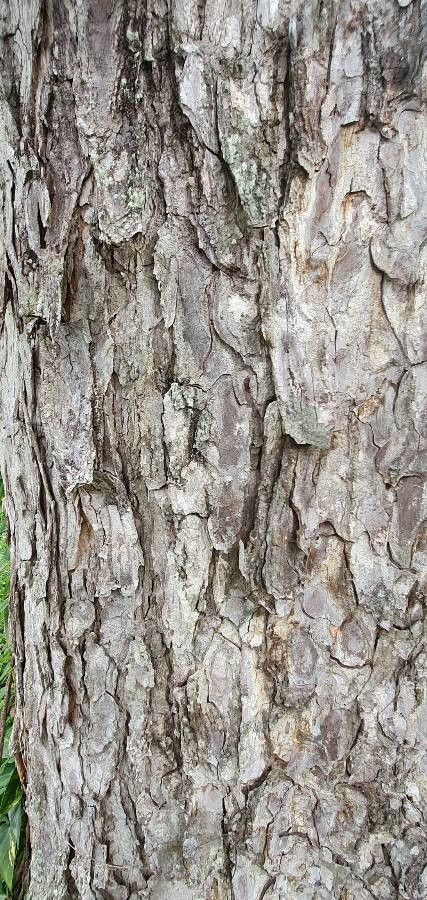 Samanea tubulosa bark