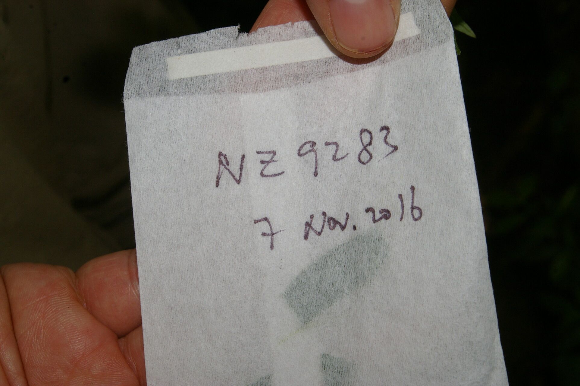 Palicourea alajuelensis other