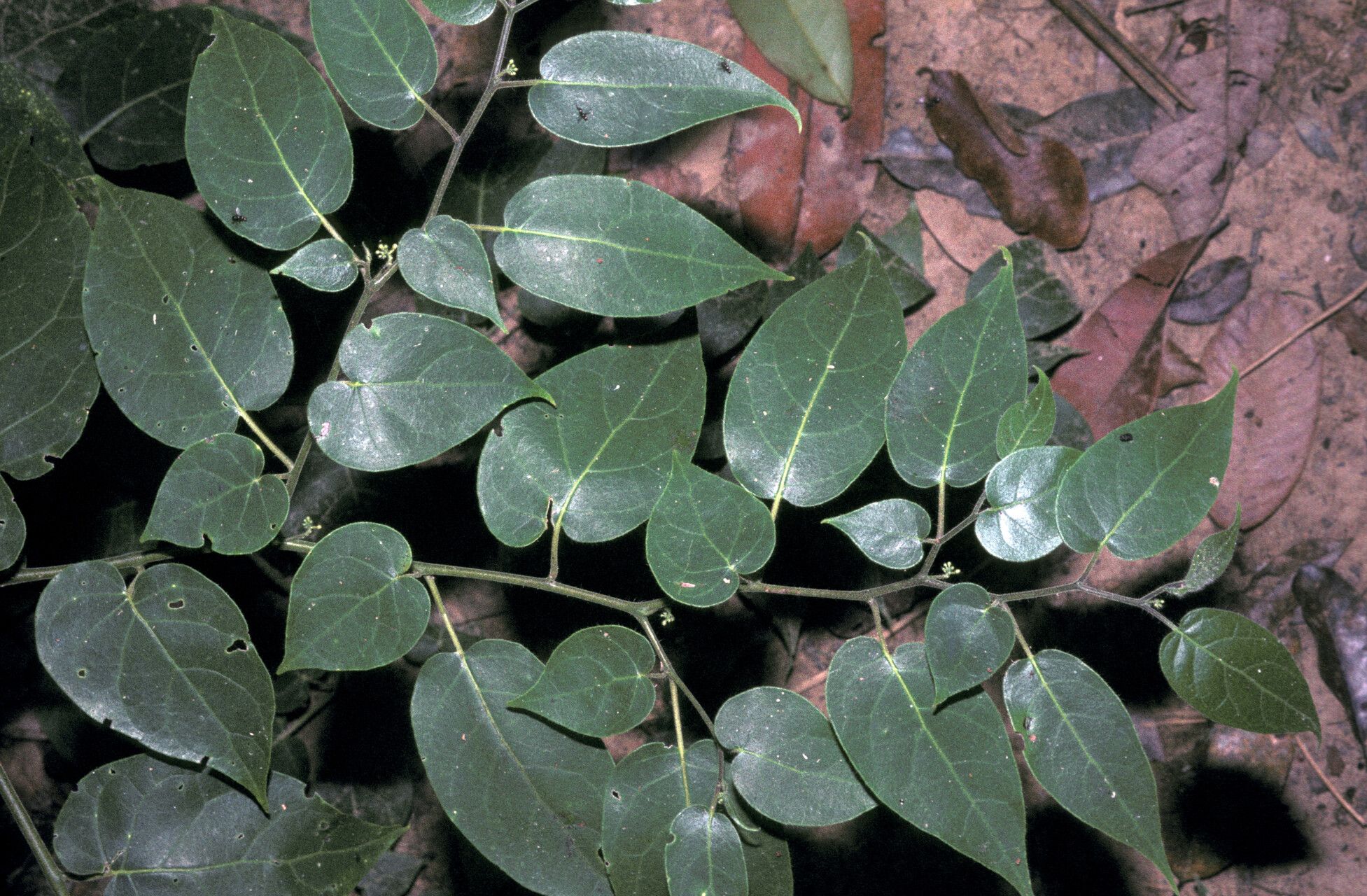 Solanum splendens leaf