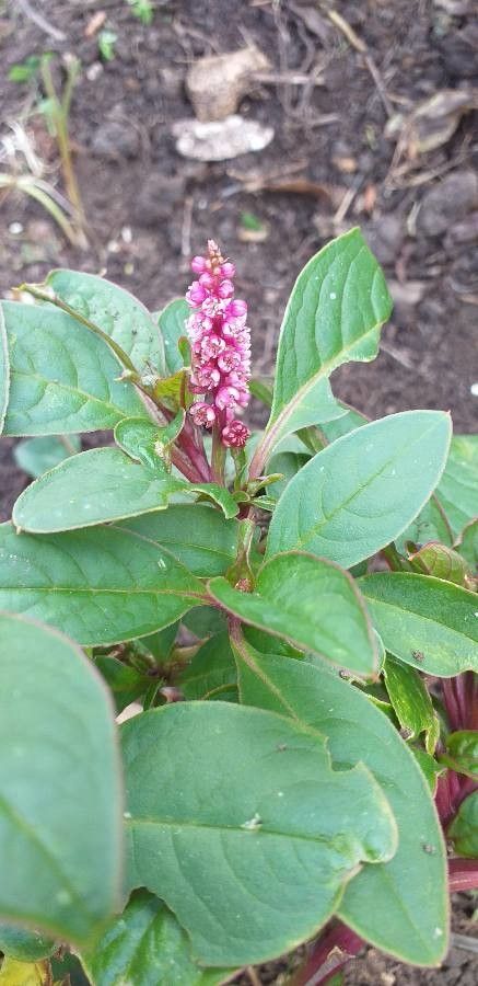 Phytolacca octandra flower