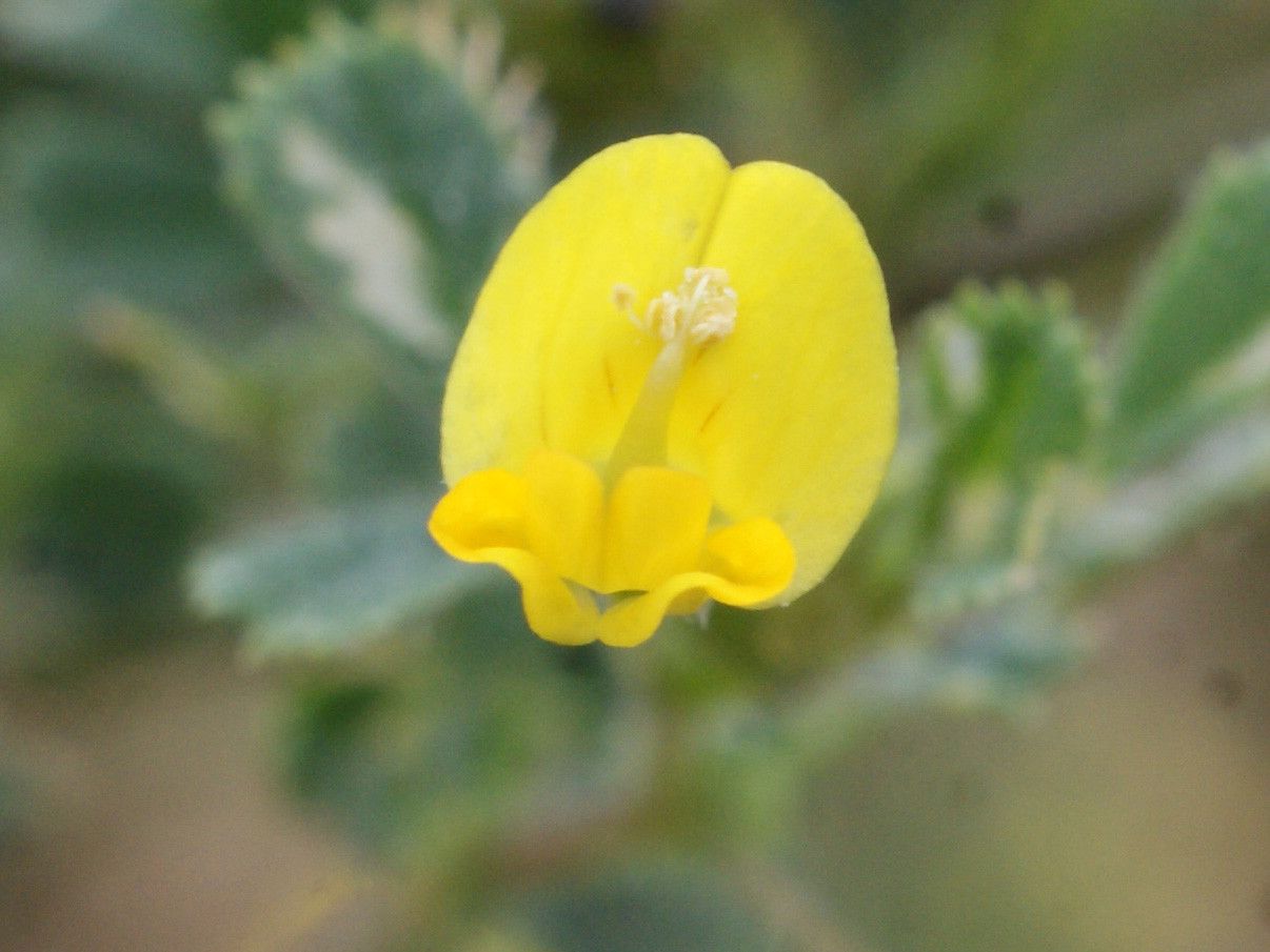 Medicago italica flower