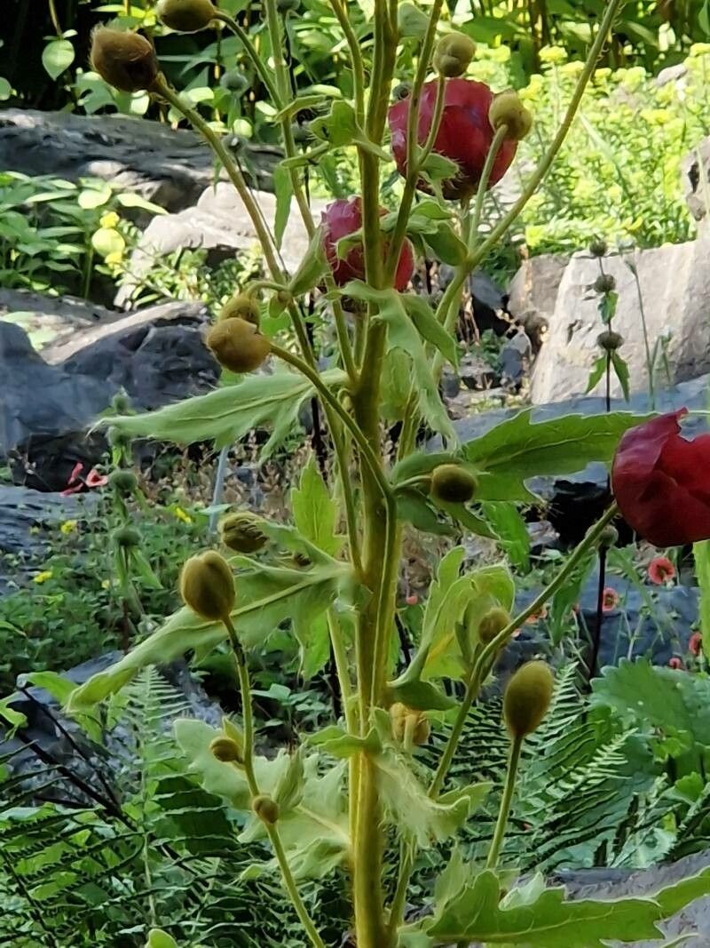 Meconopsis manasluensis habit