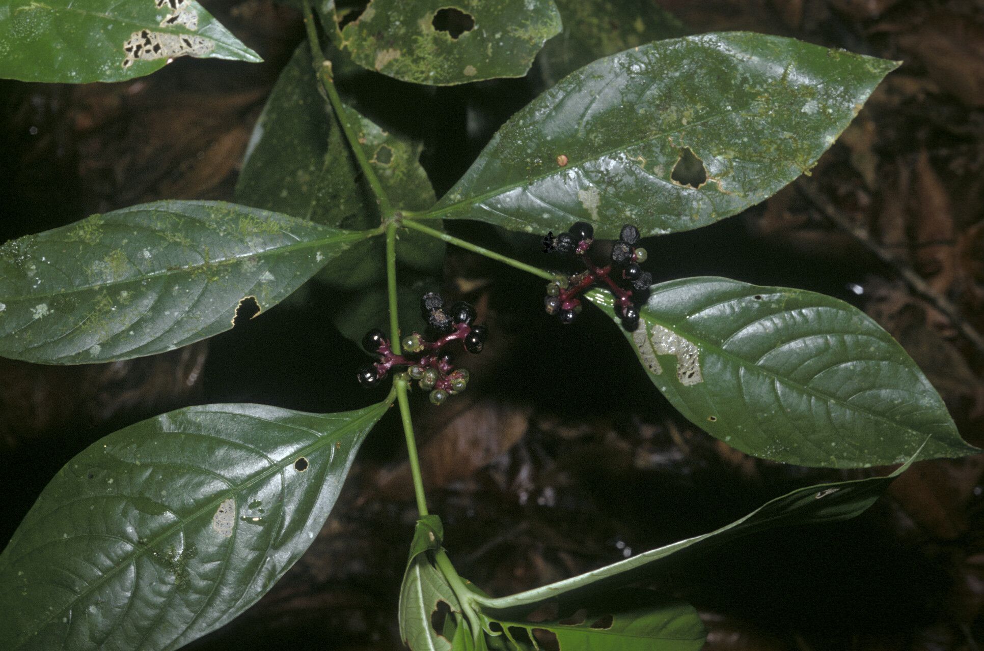 Palicourea gracilenta fruit