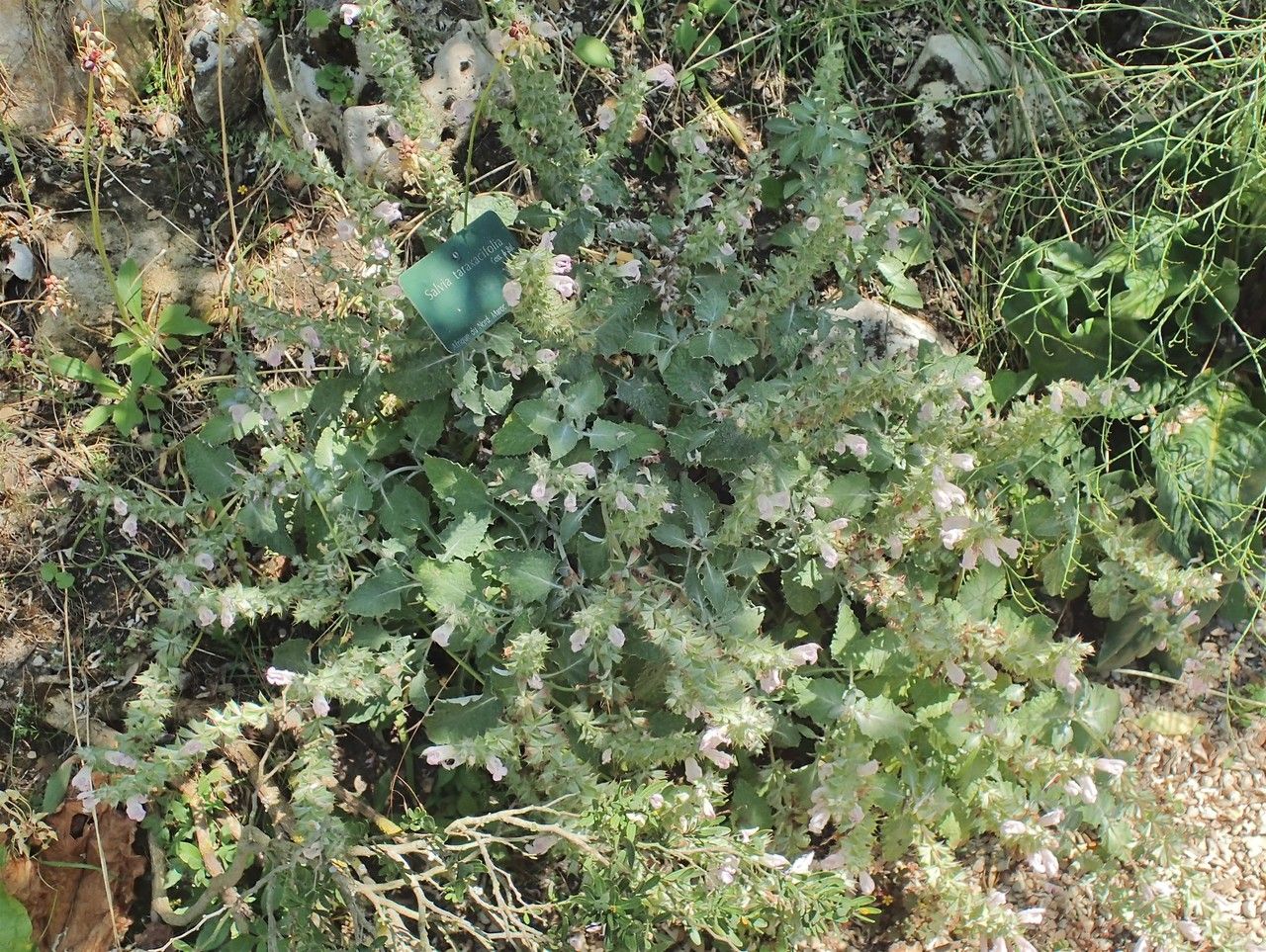 Salvia taraxacifolia habit