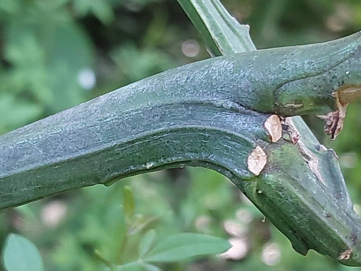 Jasminum waitzianum bark
