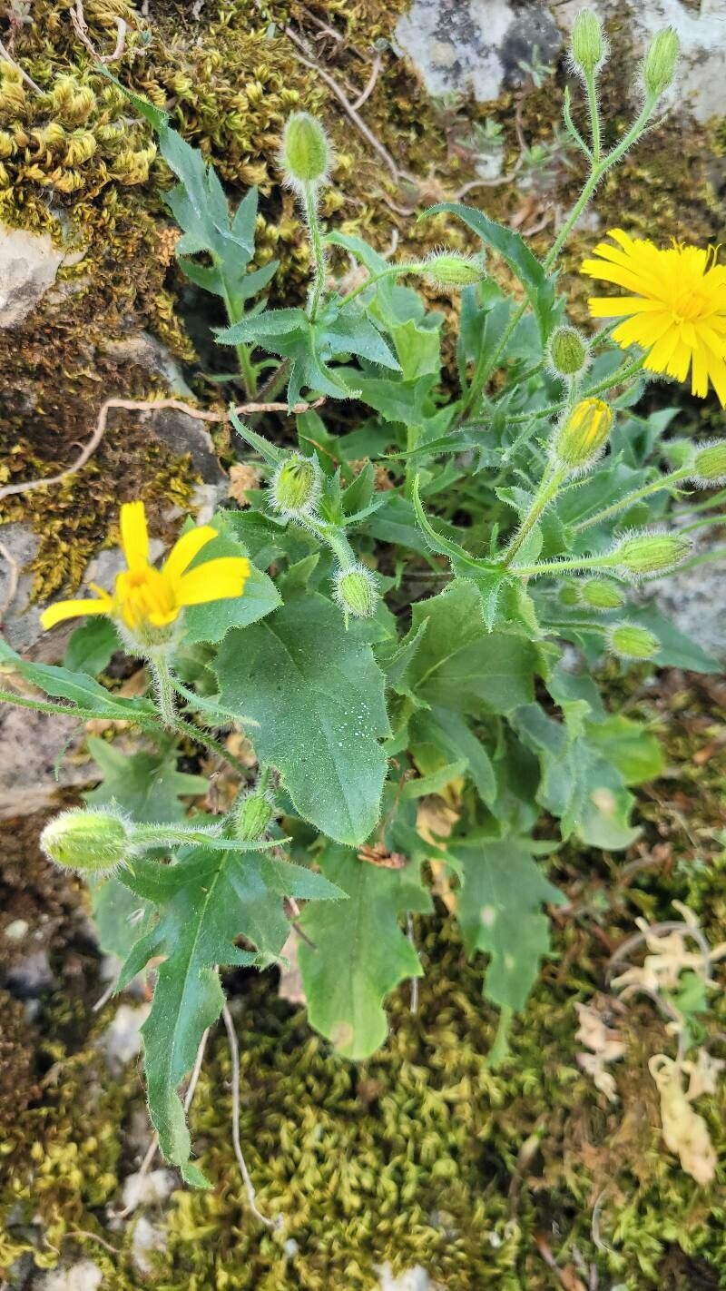 Hieracium humile — houseplant care guide