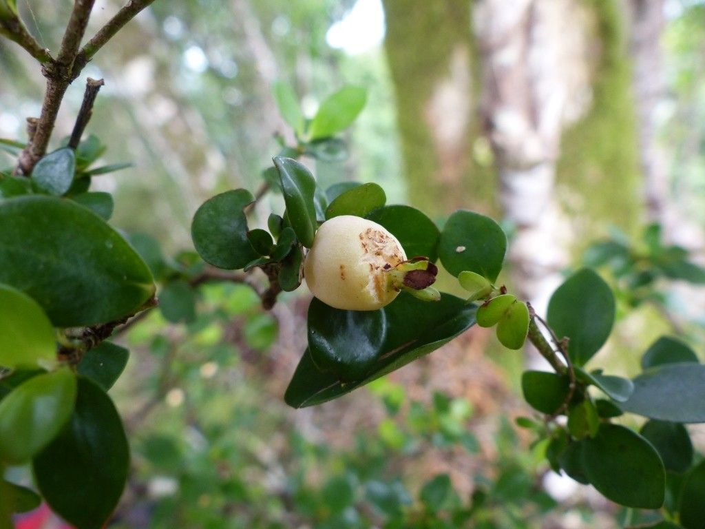 Psychotria bourailensis fruit