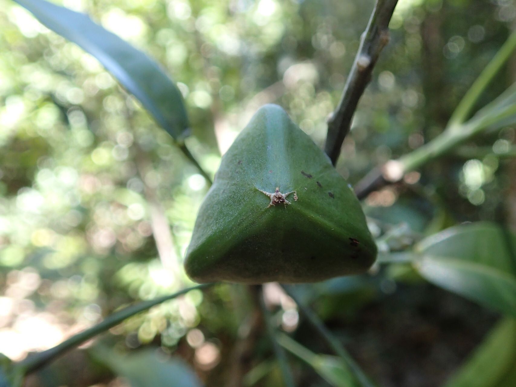 Baloghia balansae fruit