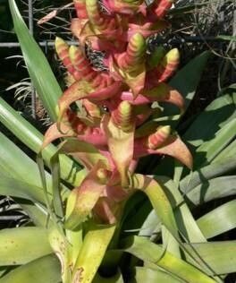 Tillandsia mooreana habit