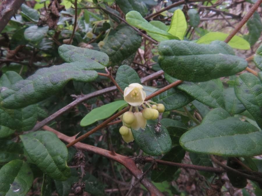 Boquila trifoliolata flower