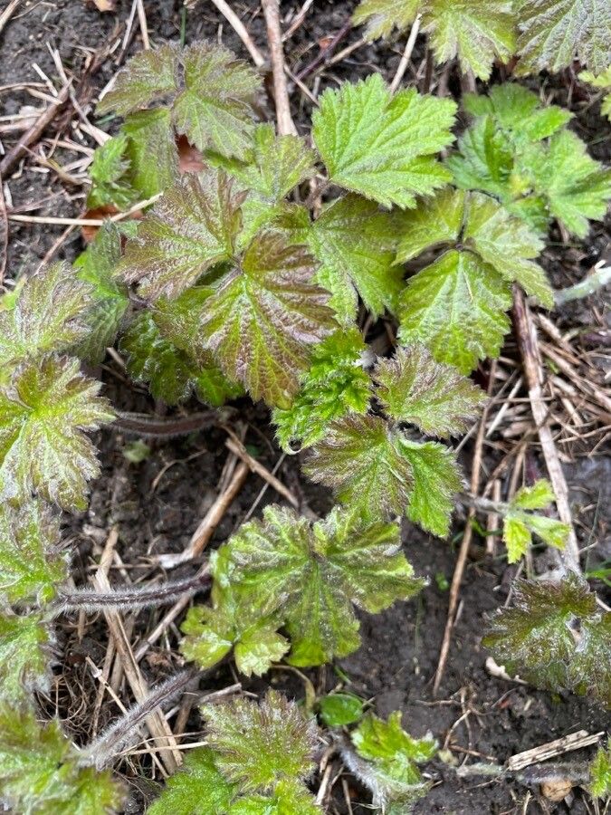 Eriocapitella vitifolia — clay tolerant houseplant