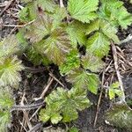 Eriocapitella vitifolia