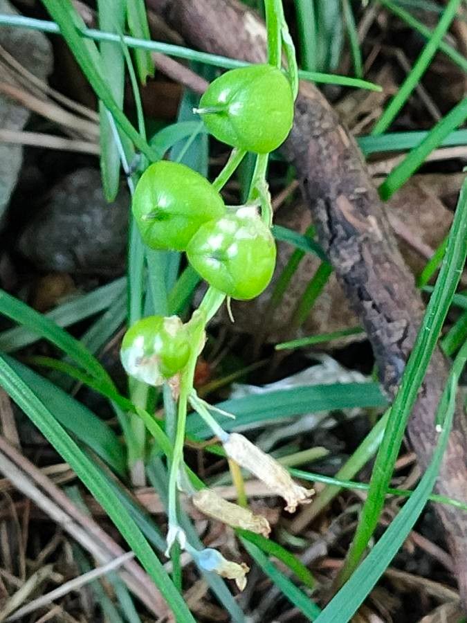 Brimeura amethystina fruit