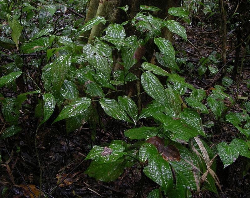 Piper holdridgeanum habit