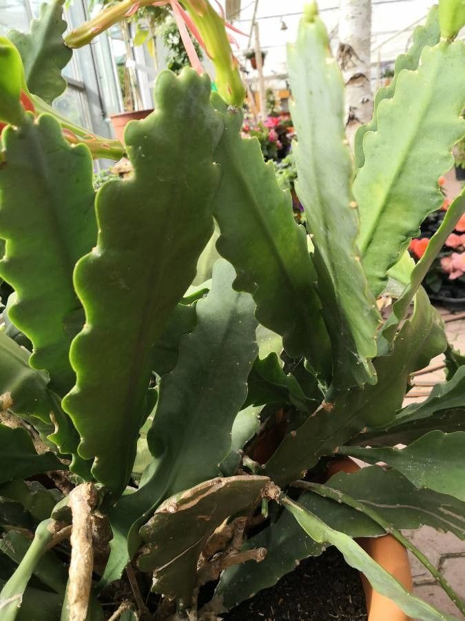 Disocactus phyllanthoides leaf