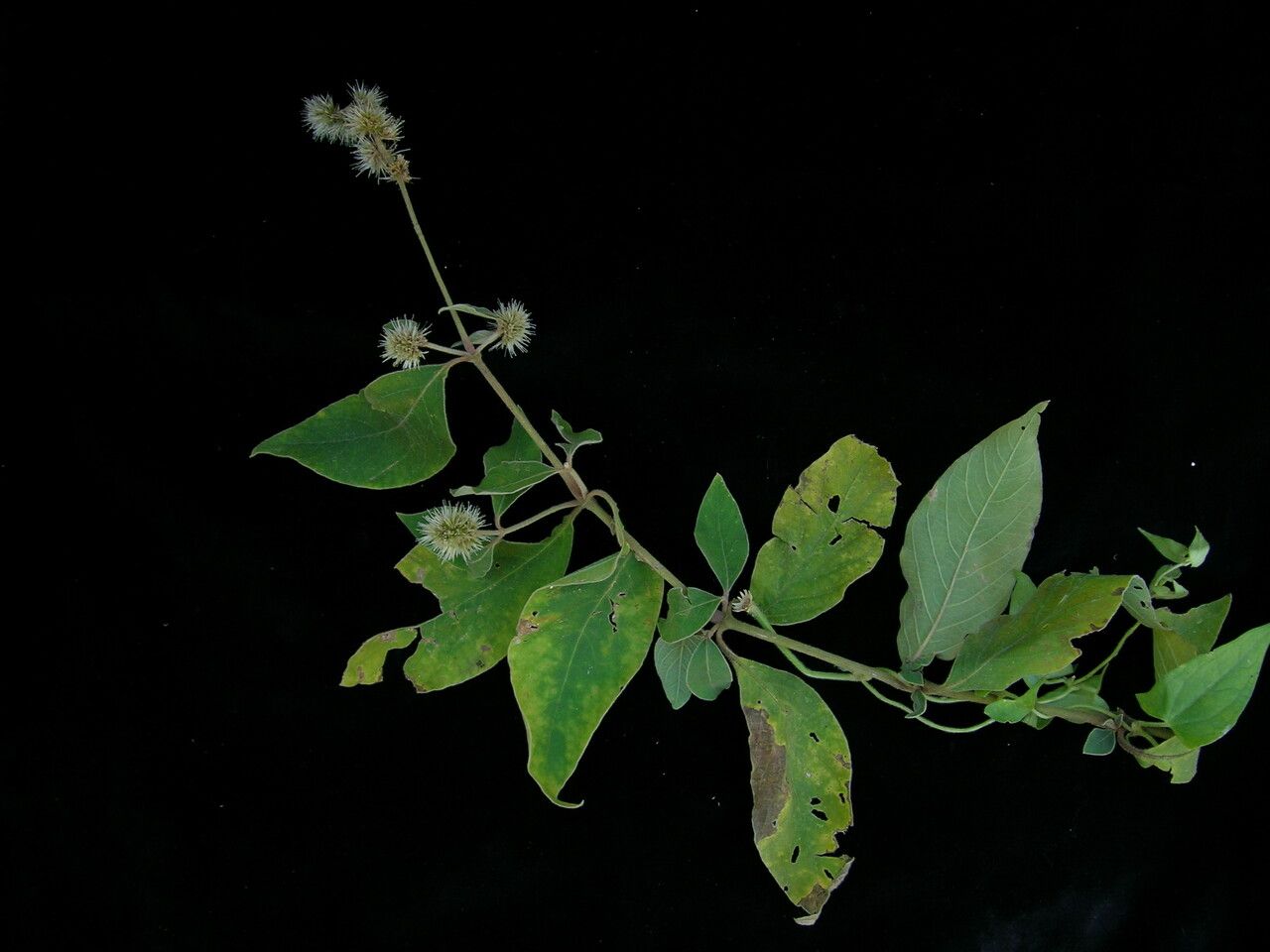 Cyathula capitata habit