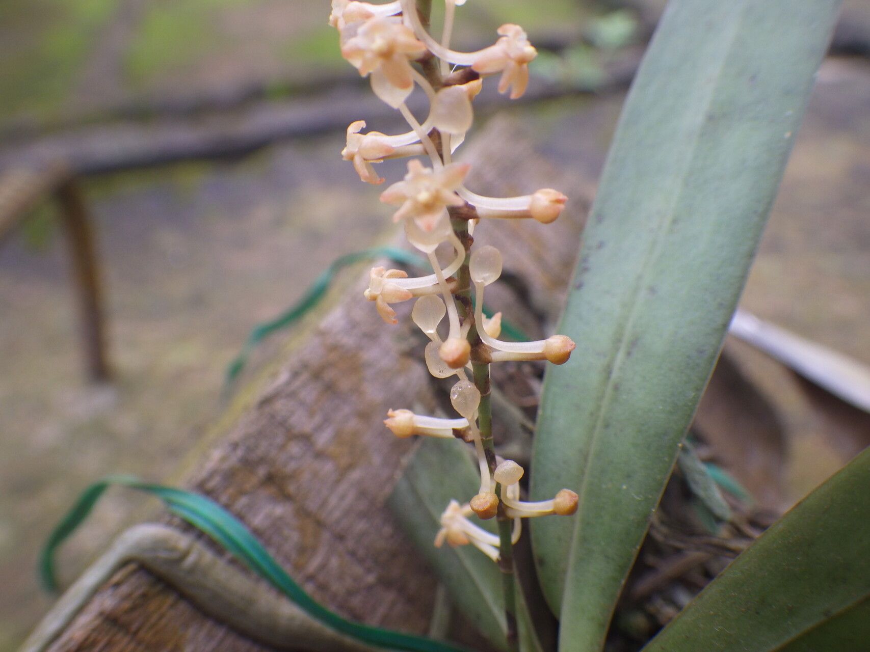 Diaphananthe lecomtei flower