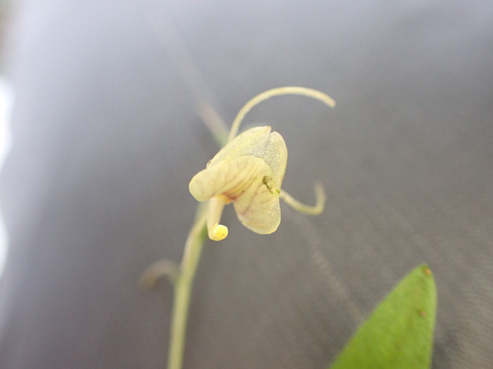 Liparis gracilenta — houseplant care guide