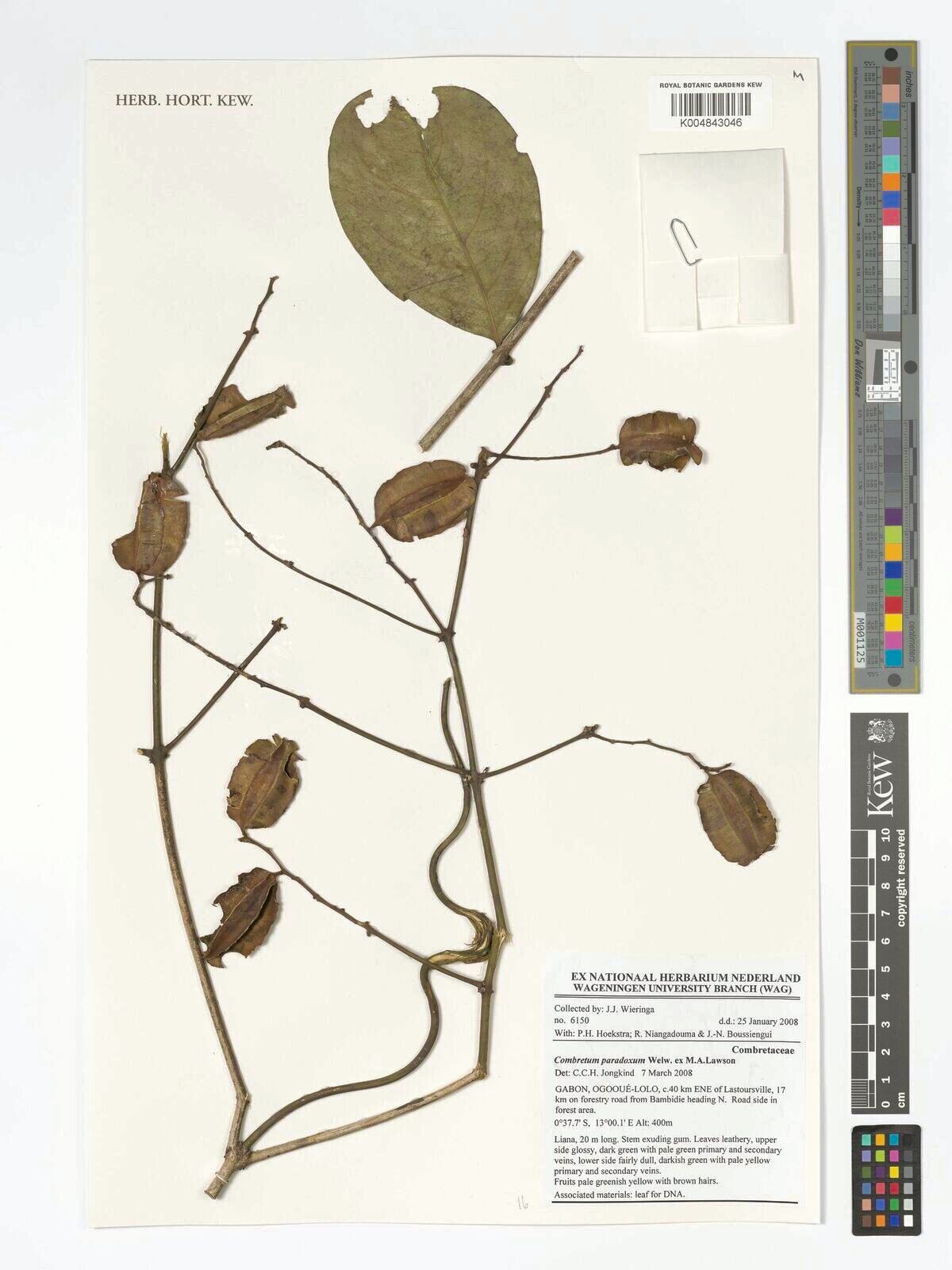 Combretum paradoxum — houseplant care guide