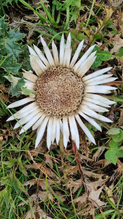 Carlina acaulis fruit