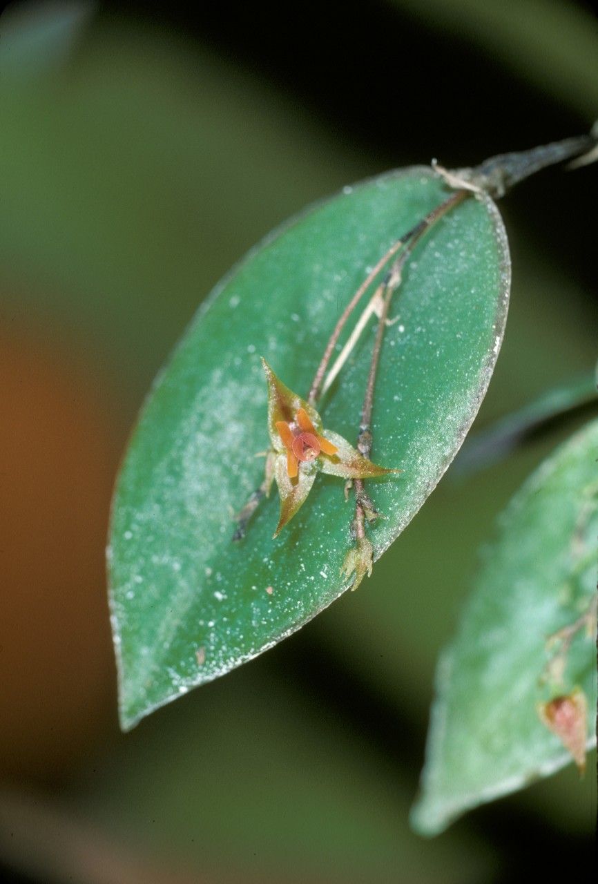 Lepanthes divaricata flower