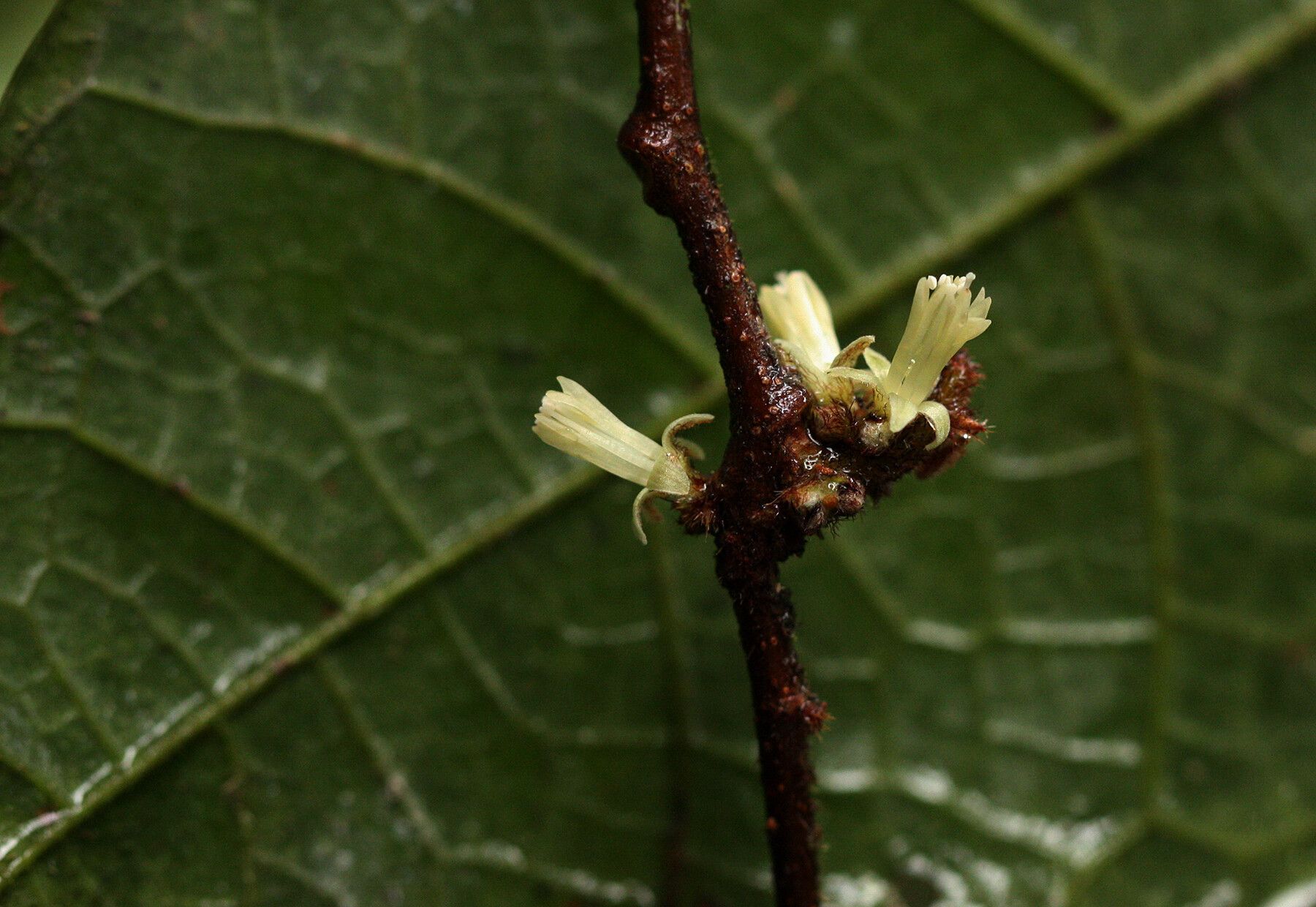 Dichapetalum heudelotii flower