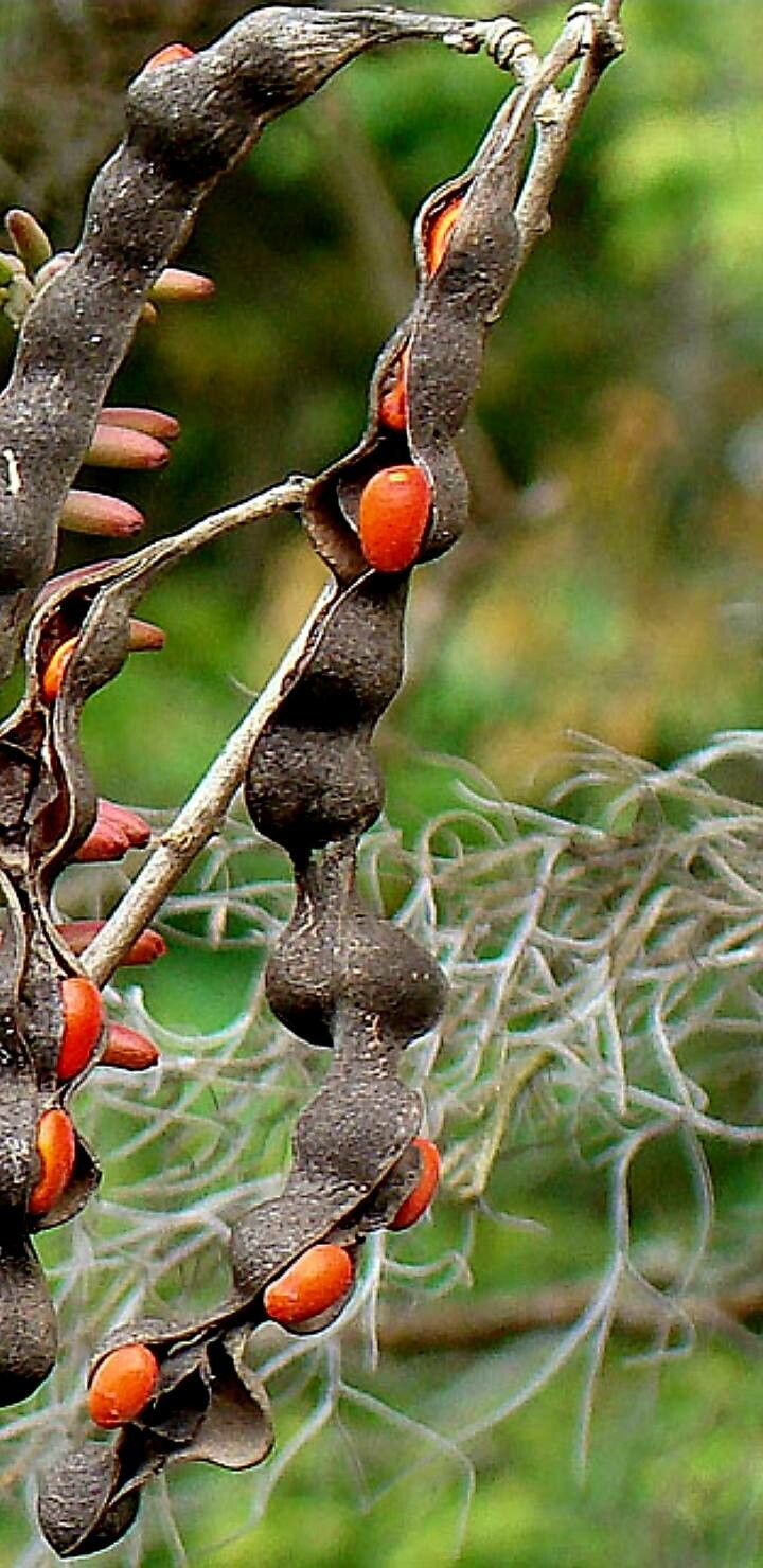 Erythrina costaricensis fruit