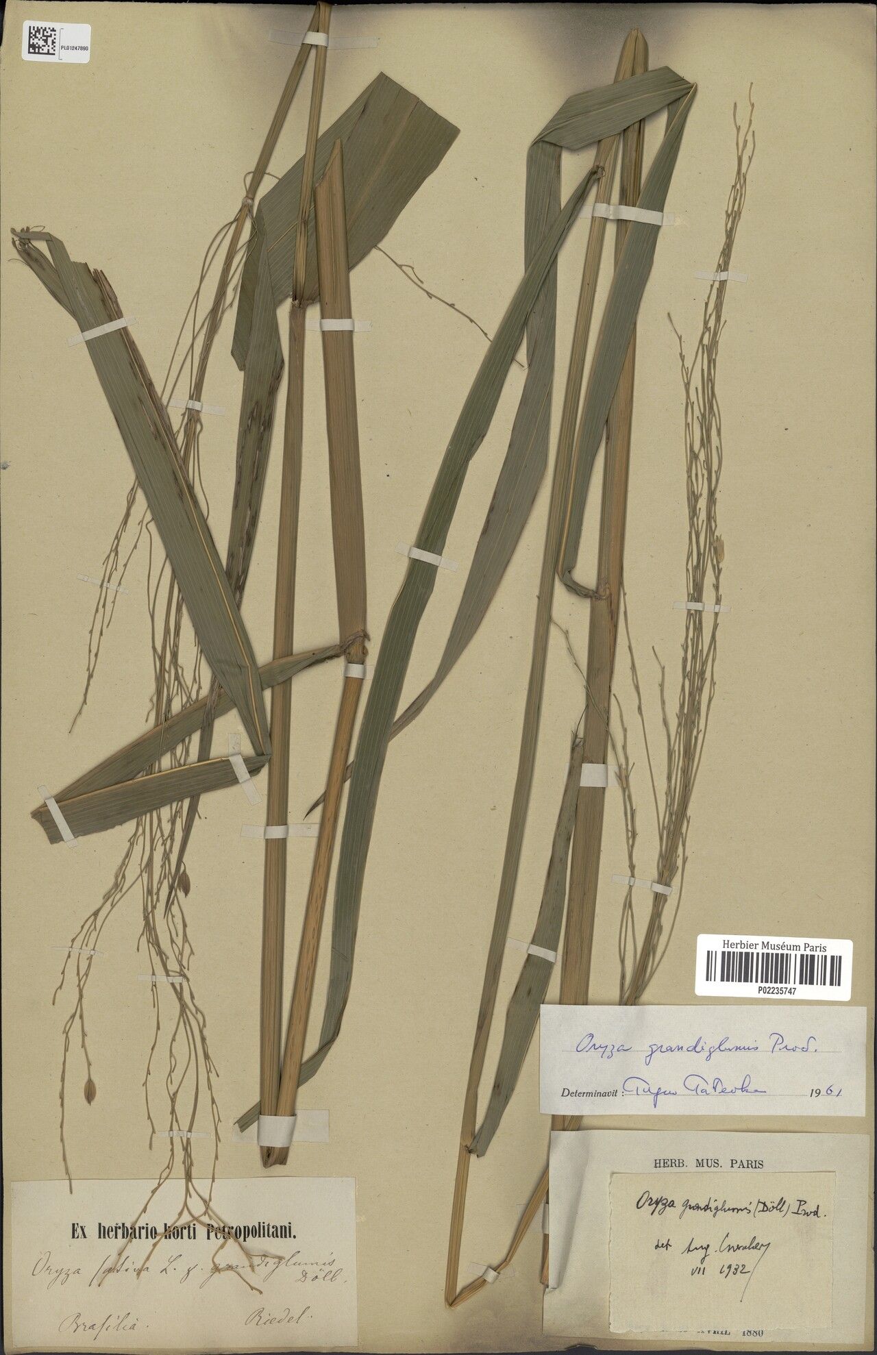 Oryza grandiglumis fruit