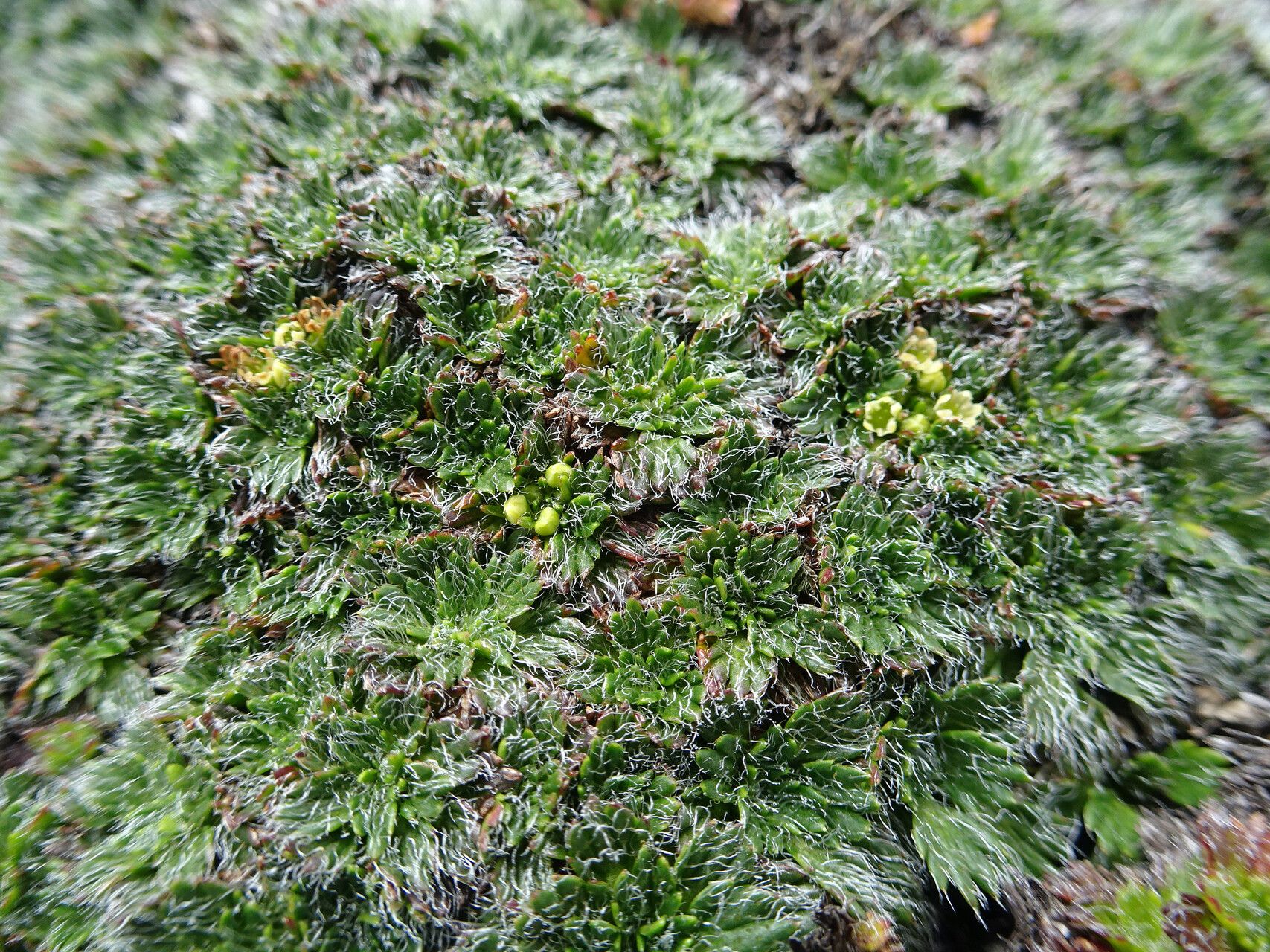 Azorella pulvinata leaf