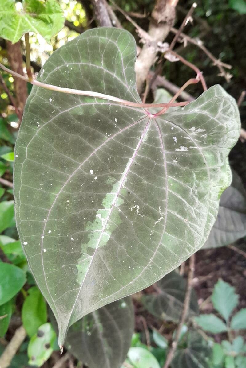 Dioscorea dodecaneura — search result for 'Dioscorea'